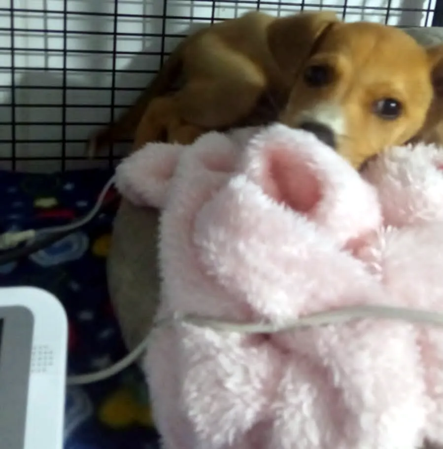 Cachorro en recuperación con una manta