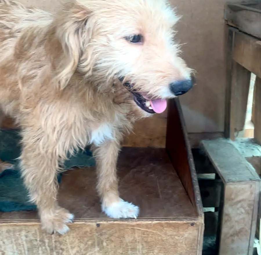 Perro lanudo rescatado