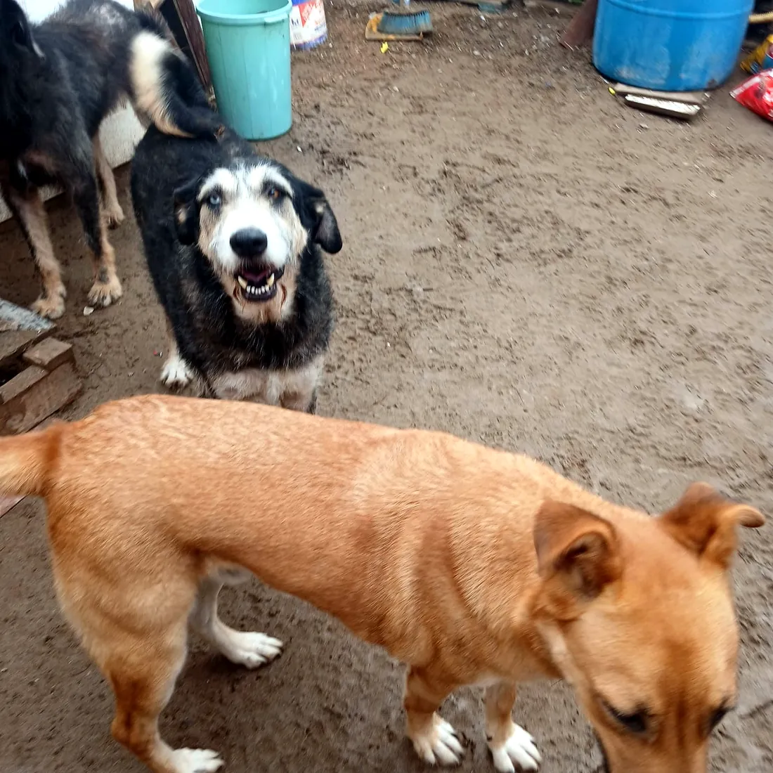 Dos perros rescatados en el refugio