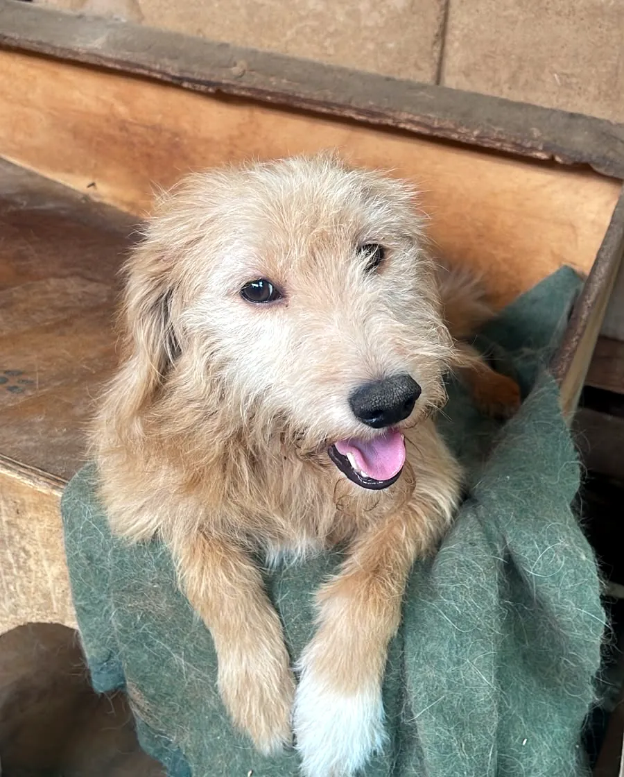 Perro rubio rescatado, abrigado con una manta