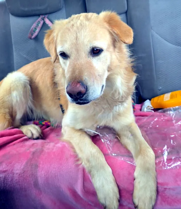 Perro rubio rescatado durante un traslado