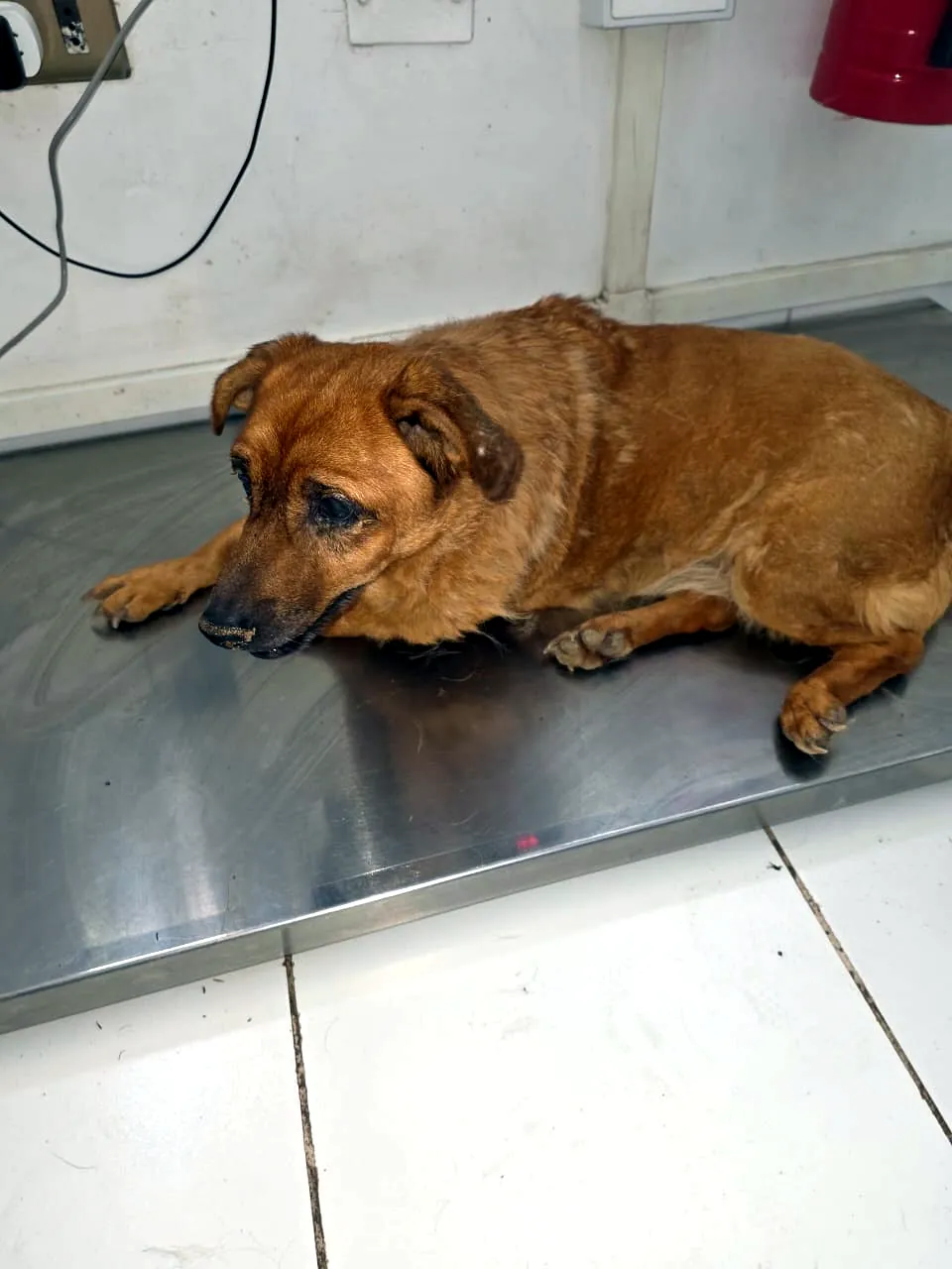 Perro en atención veterinaria