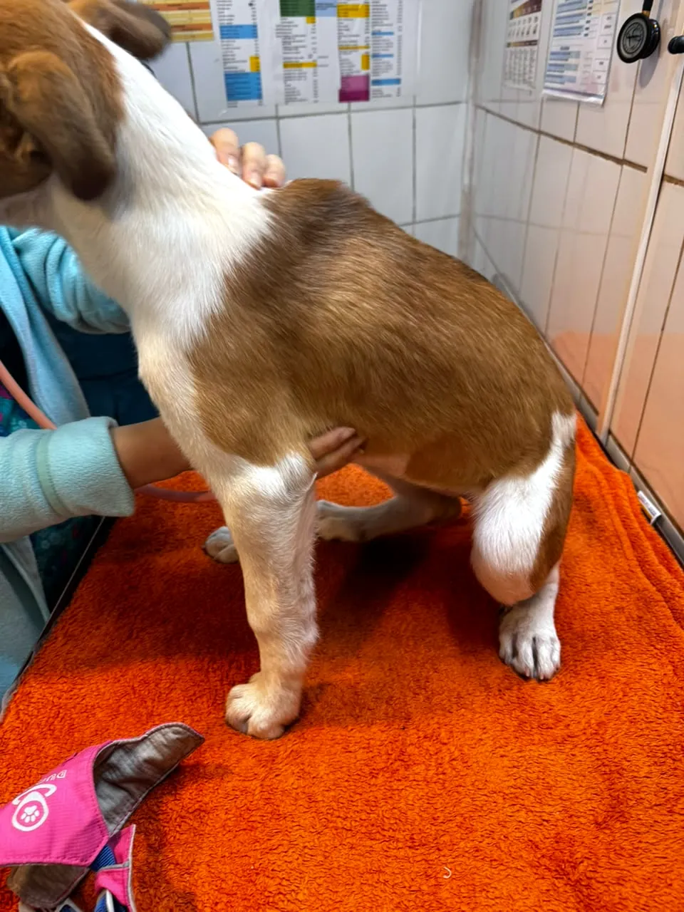 Perro en control veterinario